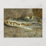 Crocodile Head Close-up Wildlife Photo Postcard
