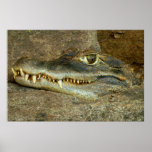 Crocodile Head Close-up Wildlife Photo Poster