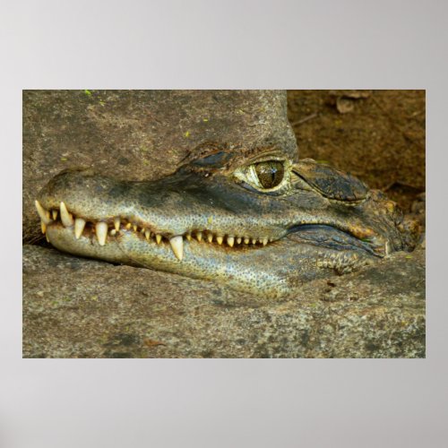 Crocodile Head Close_up Wildlife Photo Poster