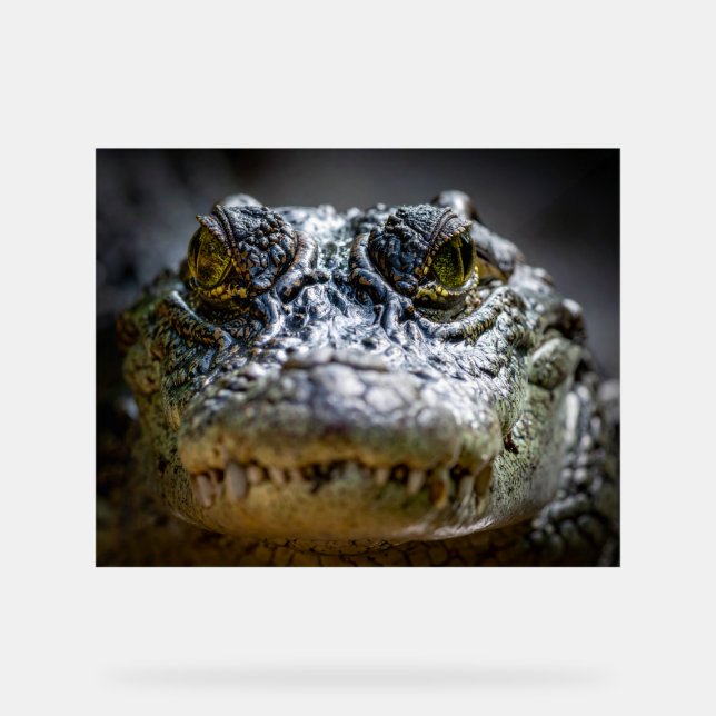 crocodile in water acrylic sign (Front)