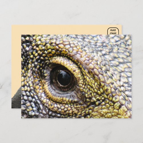 Crocodile Monitor Lizard Postcard