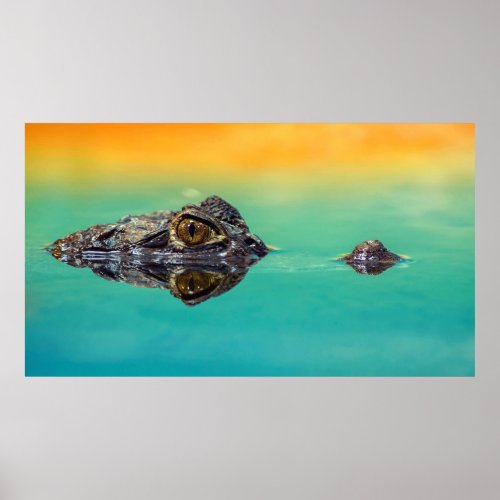Crocodile on Still Body of Water Poster