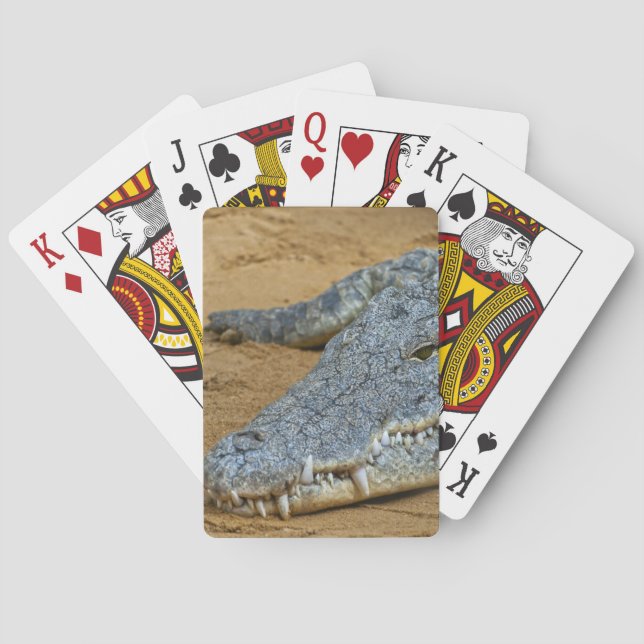 Crocodile Poker Cards (Back)