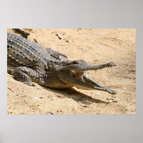 Crocodile Poster