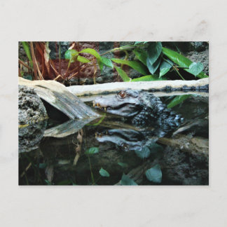 crocodile reflection shot postcard