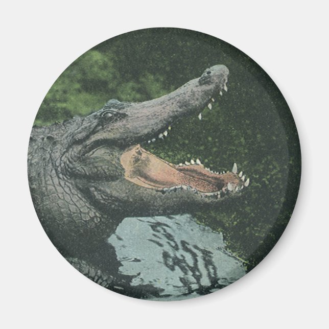Crocodile Reptiles, Vintage Marine Animal Life Magnet (Front)