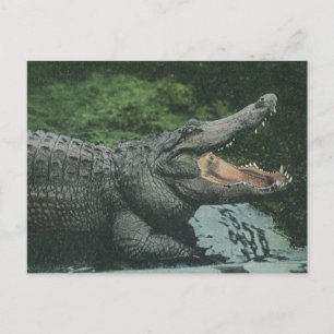 Crocodile Reptiles, Vintage Marine Animal Life Postcard