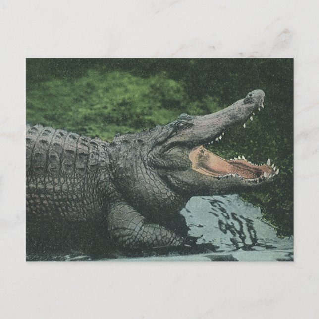 Crocodile Reptiles, Vintage Marine Animal Life Postcard (Front)