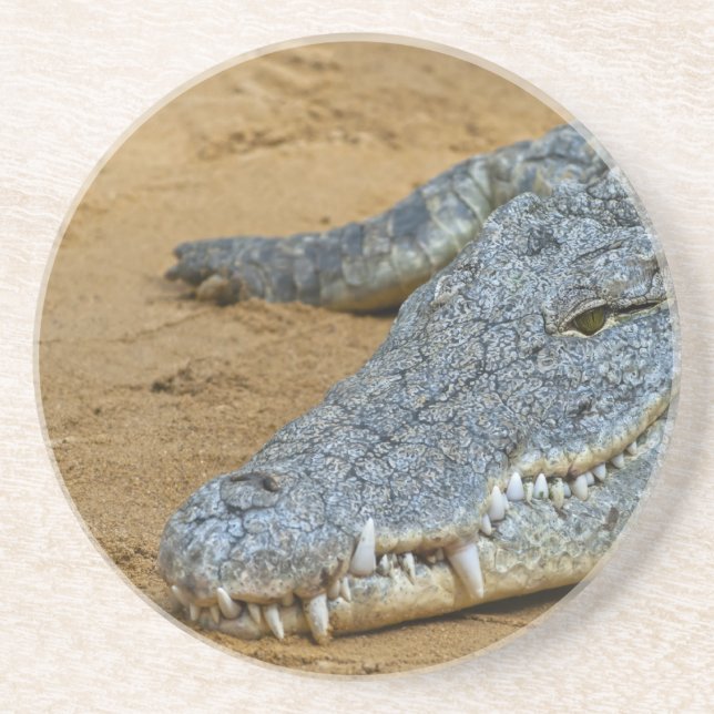 Crocodile Sandstone Coaster (Front)