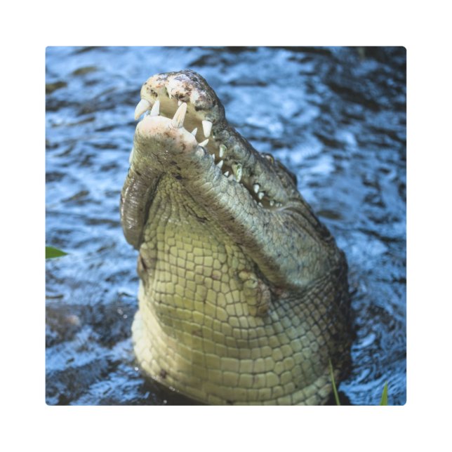 Crocodile Teeth Water Metal Print (Front)