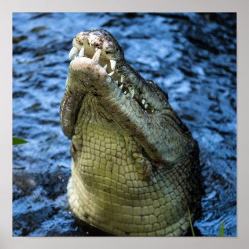 Crocodile Teeth Water Poster