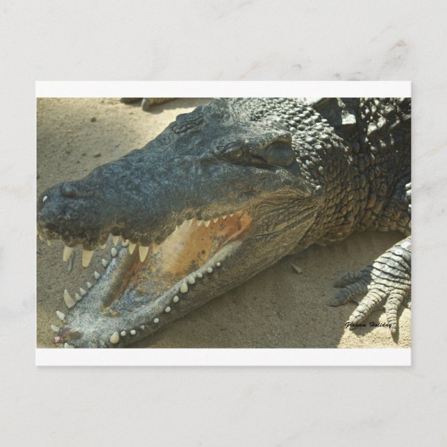 Crocodile with broken tooth.jpg postcard (Front)