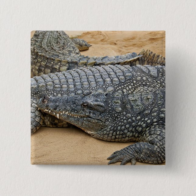 Crocodiles Button (Front)