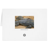 Crocodiles Cards (Back Horizontal)