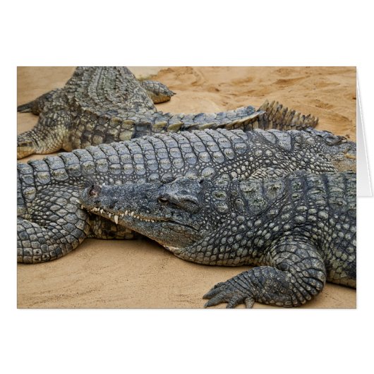 Crocodiles Cards (Front Horizontal)