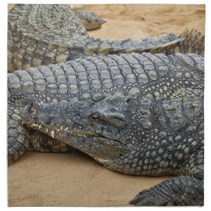 Crocodiles Cloth Napkin