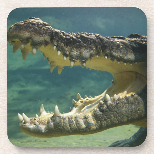 Crocodiles open mouth drink coaster (Front)