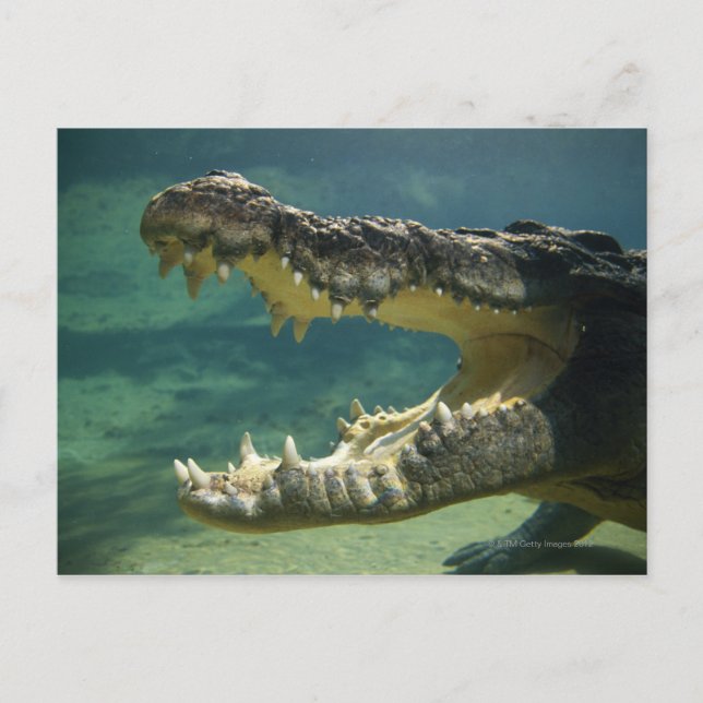 Crocodiles open mouth postcard (Front)