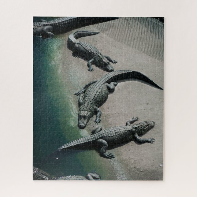 Crocodiles Resting on a Riverbank Wildlife Jigsaw Puzzle (Vertical)