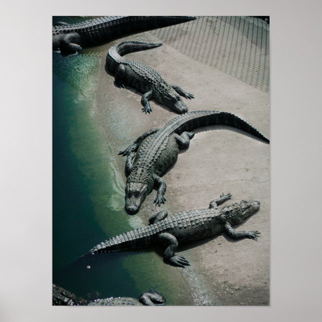 Crocodiles Resting on a Riverbank Wildlife Poster (Front)
