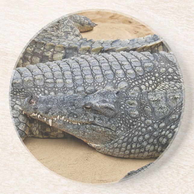 Crocodiles Sandstone Coaster (Front)
