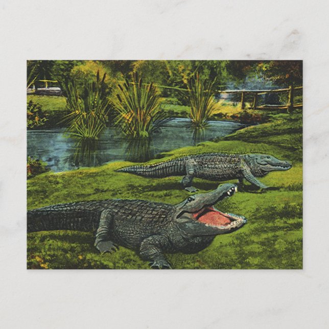 Crocodiles, Vintage Marine Life Reptiles Animals Postcard (Front)