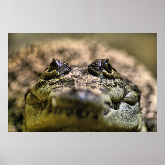 Crocodylus Moreletii Close up Poster (Front)