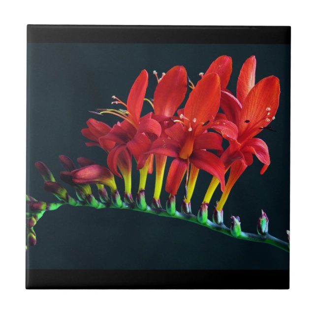 Crocosomia Lucifer Montbretia Floral Ceramic Tile (Front)