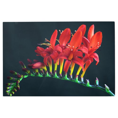 Crocosomia Lucifer Montbretia Floral Metal Print