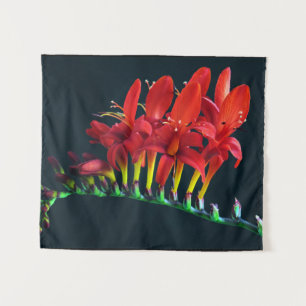 Crocosomia Lucifer Montbretia Floral Tapestry