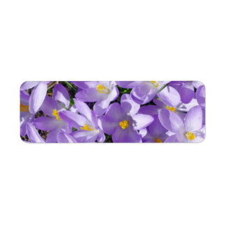 crocus-1047 LIGHT PURPLE YELLOW WHITE CROCUS FLOWE Label