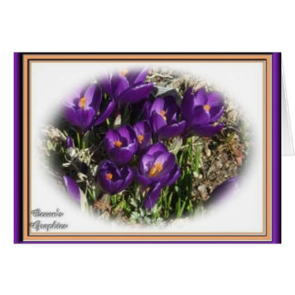 Crocus Beauty Cards
