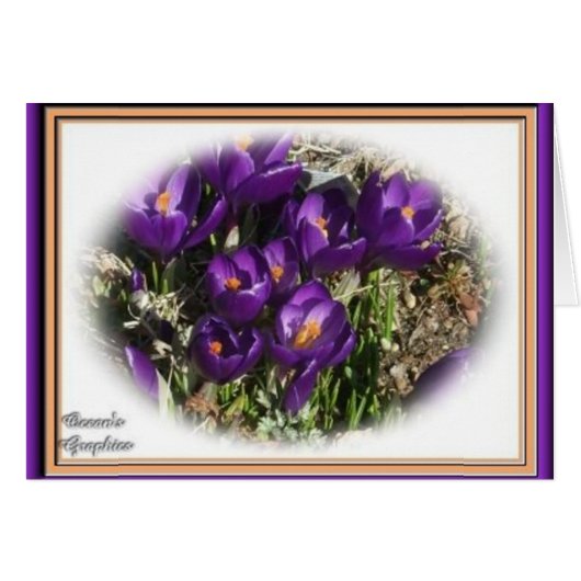 Crocus Beauty Cards (Front Horizontal)