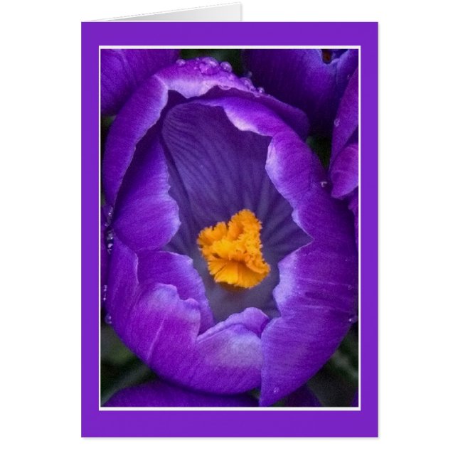 Crocus Blossom Cards (Front)