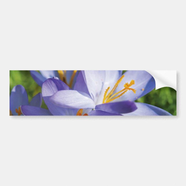 Crocus Bumper Sticker (Front)