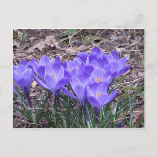 Crocus Bunch Postcard