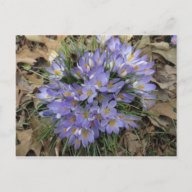 Crocus Bundle Postcard (Front)