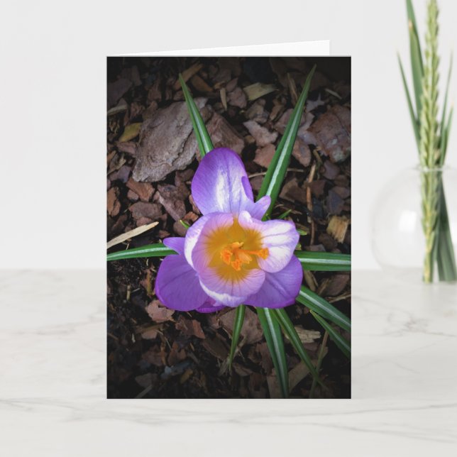 Crocus, card (Front)
