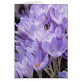 Crocus Card (Front)