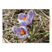 Crocus card (Front Horizontal)