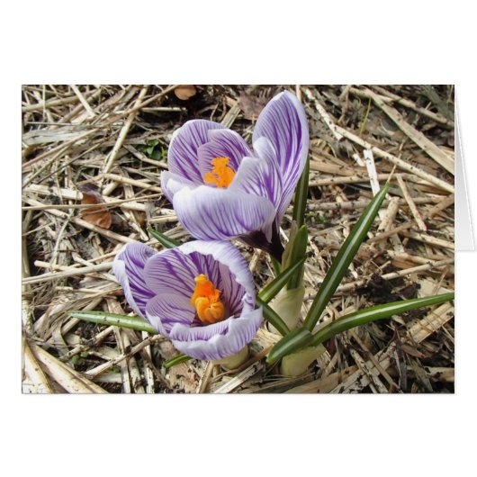 Crocus card (Front Horizontal)