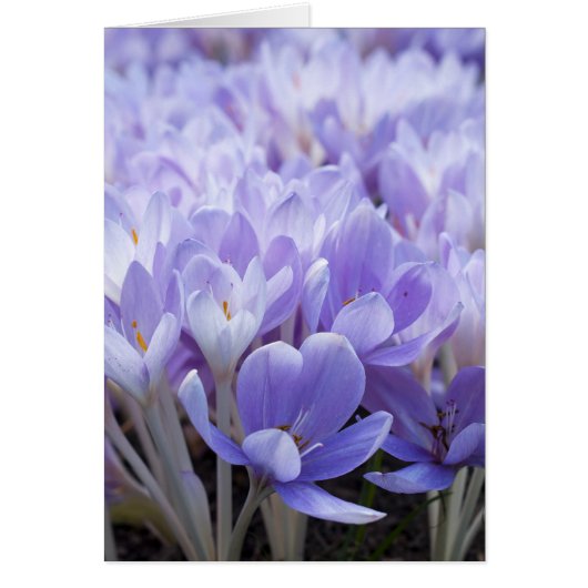 Crocus Card (Front)