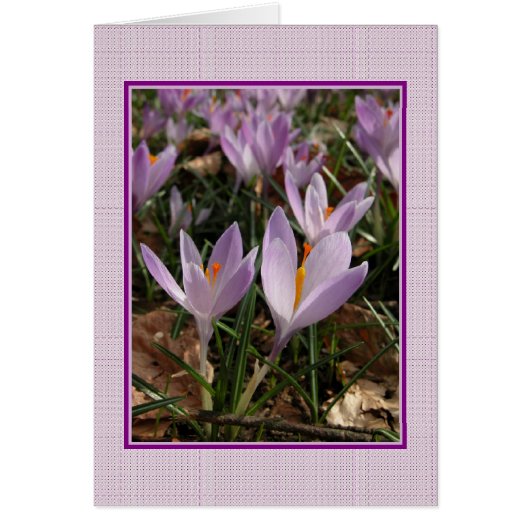 Crocus Card (Front)