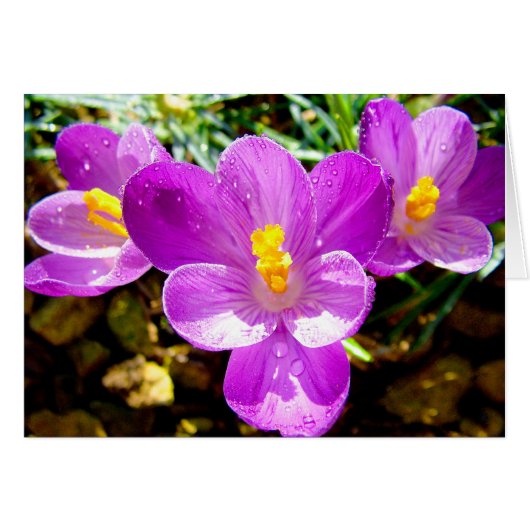 CROCUS CARDS (Front Horizontal)