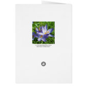 Crocus Cards (Back)