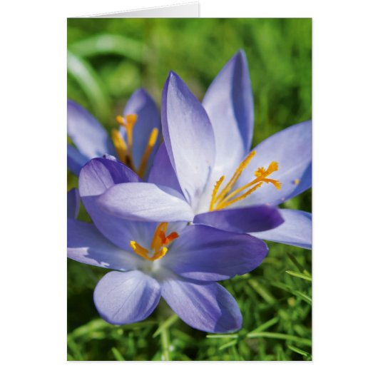 Crocus Cards (Front)