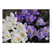 Crocus Cards (Front Horizontal)