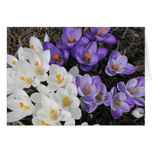 Crocus Cards (Front Horizontal)