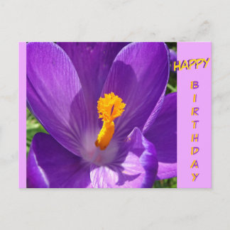 Crocus Close-Up Happy Birthday Postcard