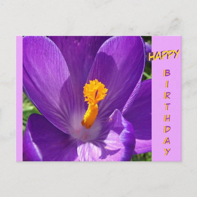 Crocus Close-Up Happy Birthday Postcard (Front)